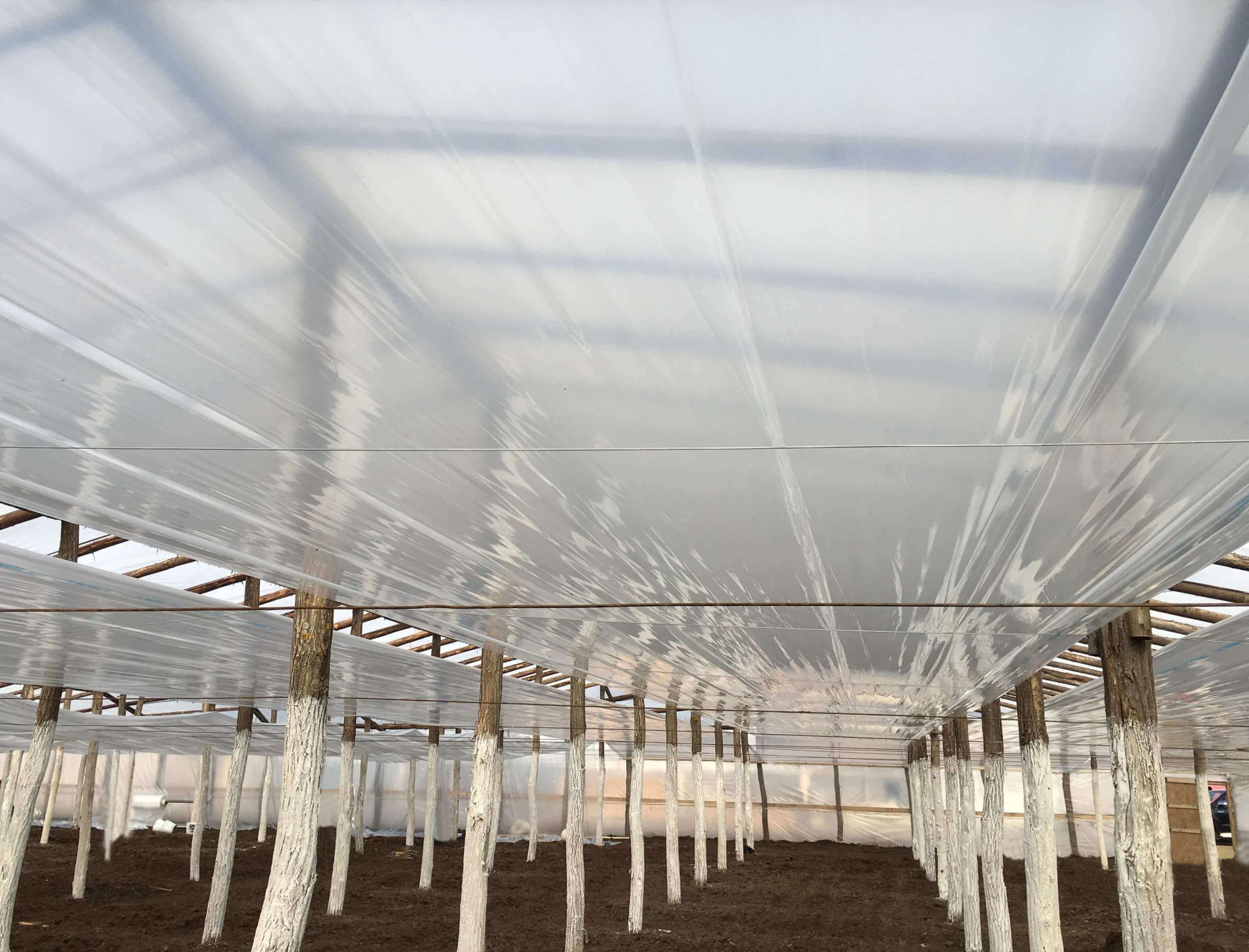 Folie cu efect de termicitate si antipicurare