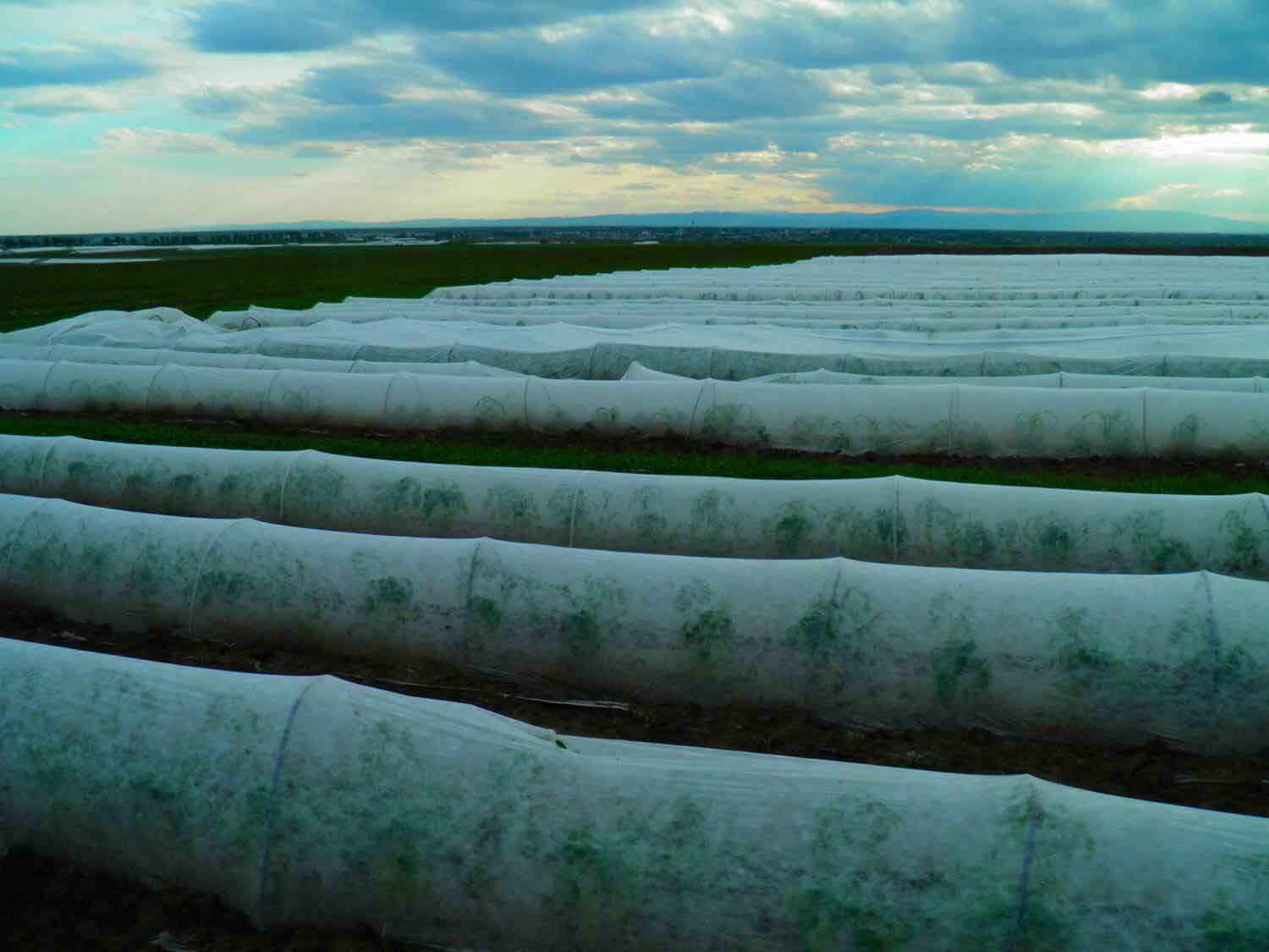 Folie microporoasa tip Agril (23g/m2)