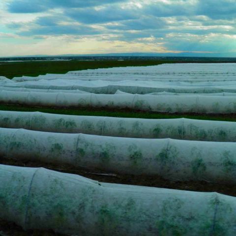 Folie microporoasa tip Agril (23g/m2)