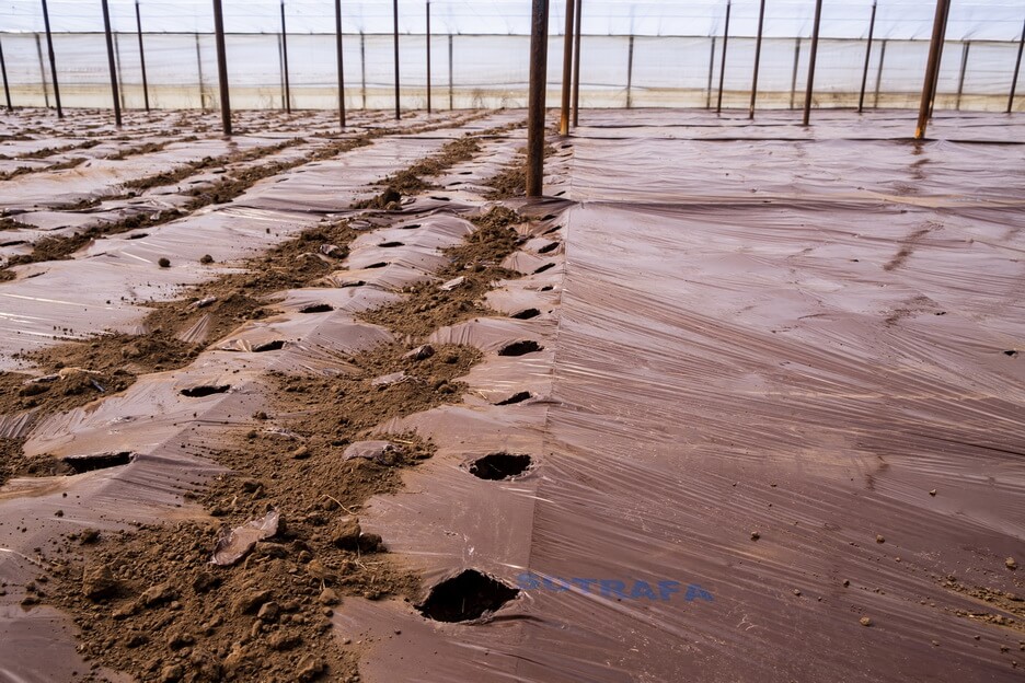 FOLIE DE MULCIRE MARO FOTOSELECTIVA
