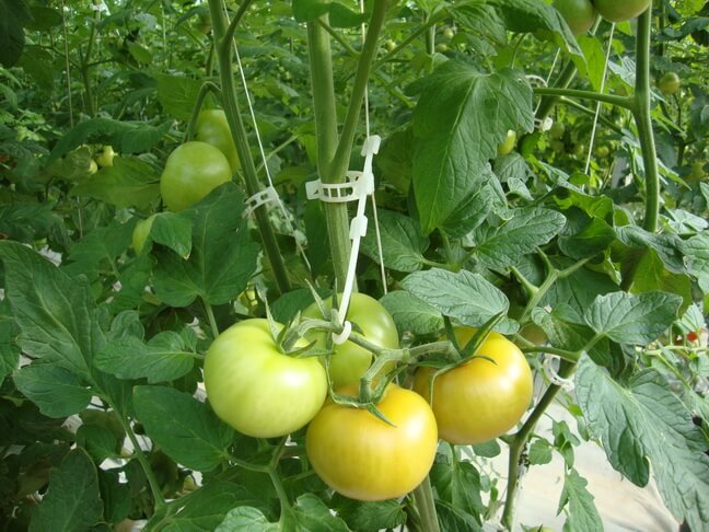CARLIG PENTRU SUSTINEREA CIORCHINELUI DE TOMATE