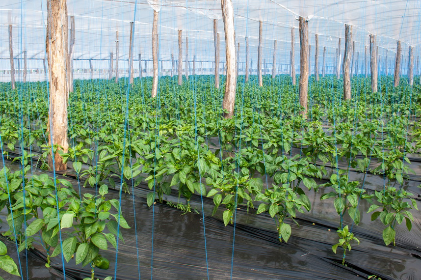 FOLIE DE MULCIRE NEAGRA MICROAMBALATA