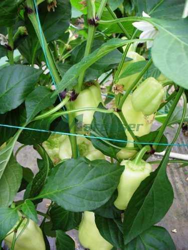 ATA DE PALISARE PENTRU LEGUME 