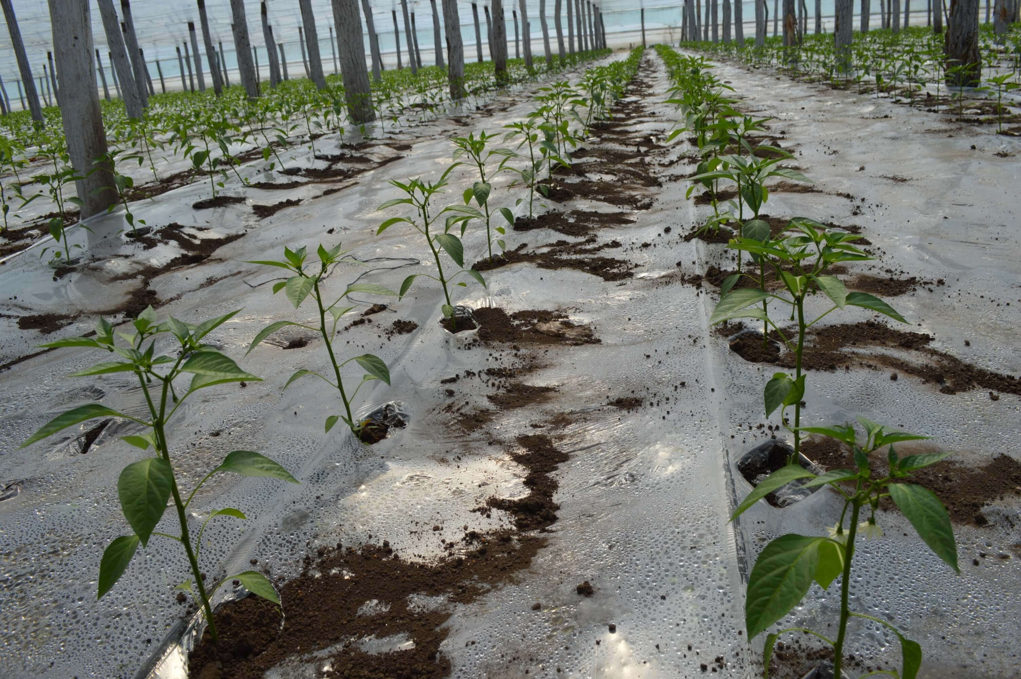 Folie de mulcire transparenta pentru legume in sere si solarii